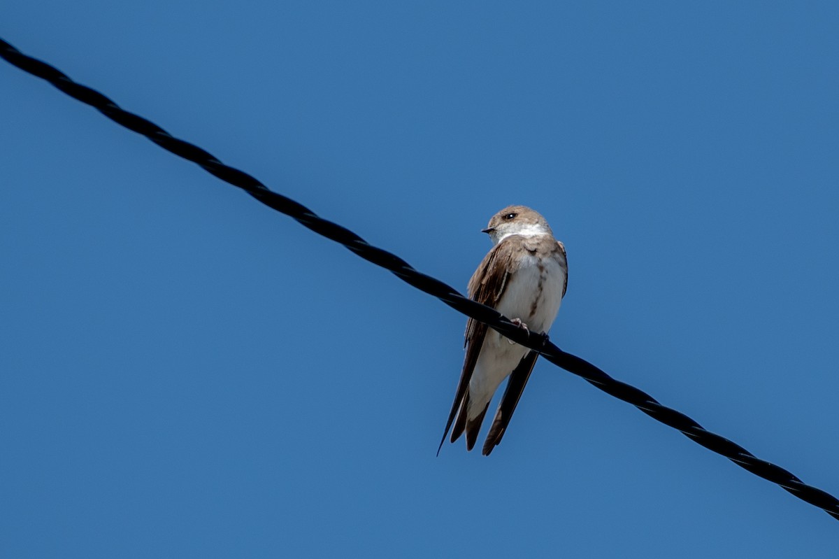 sandsvale - ML634956943