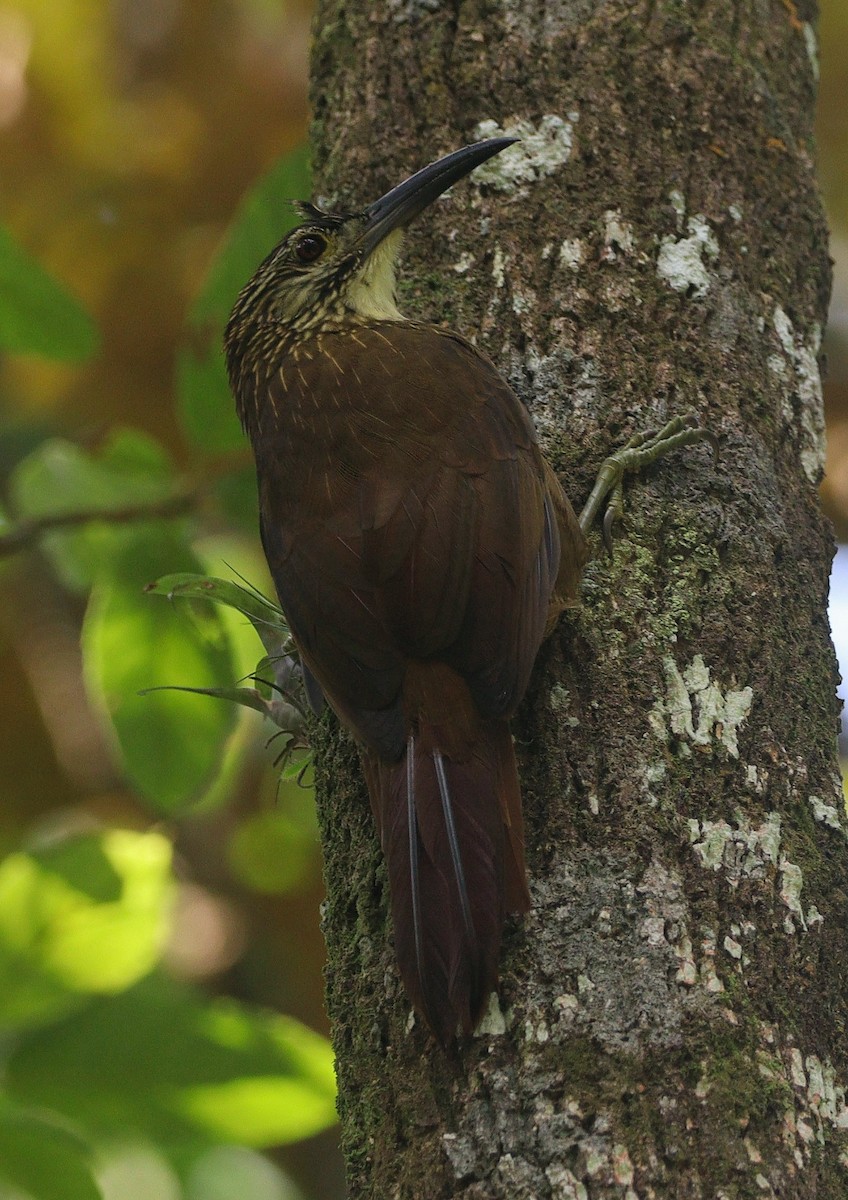 White-throated Woodcreeper - ML634956964