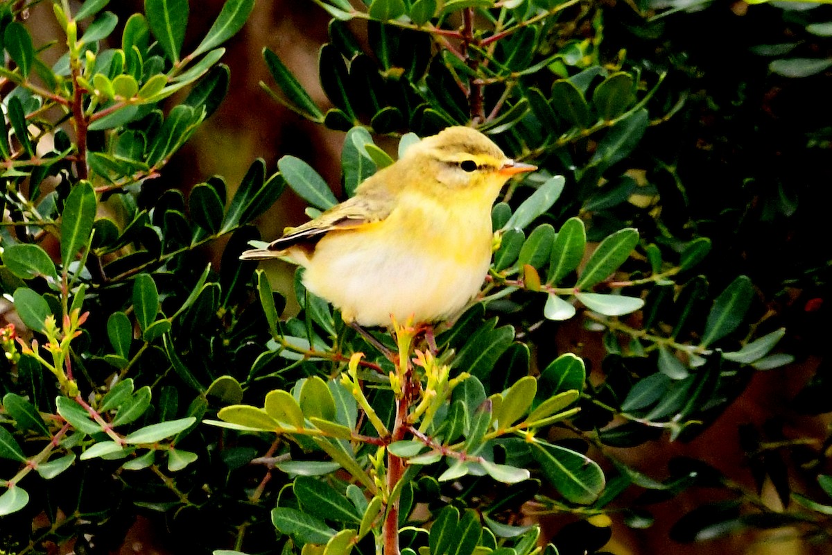 Wood Warbler - ML634957045