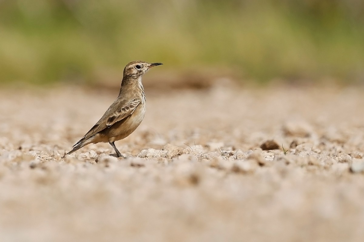 Common Miner - ML634957093