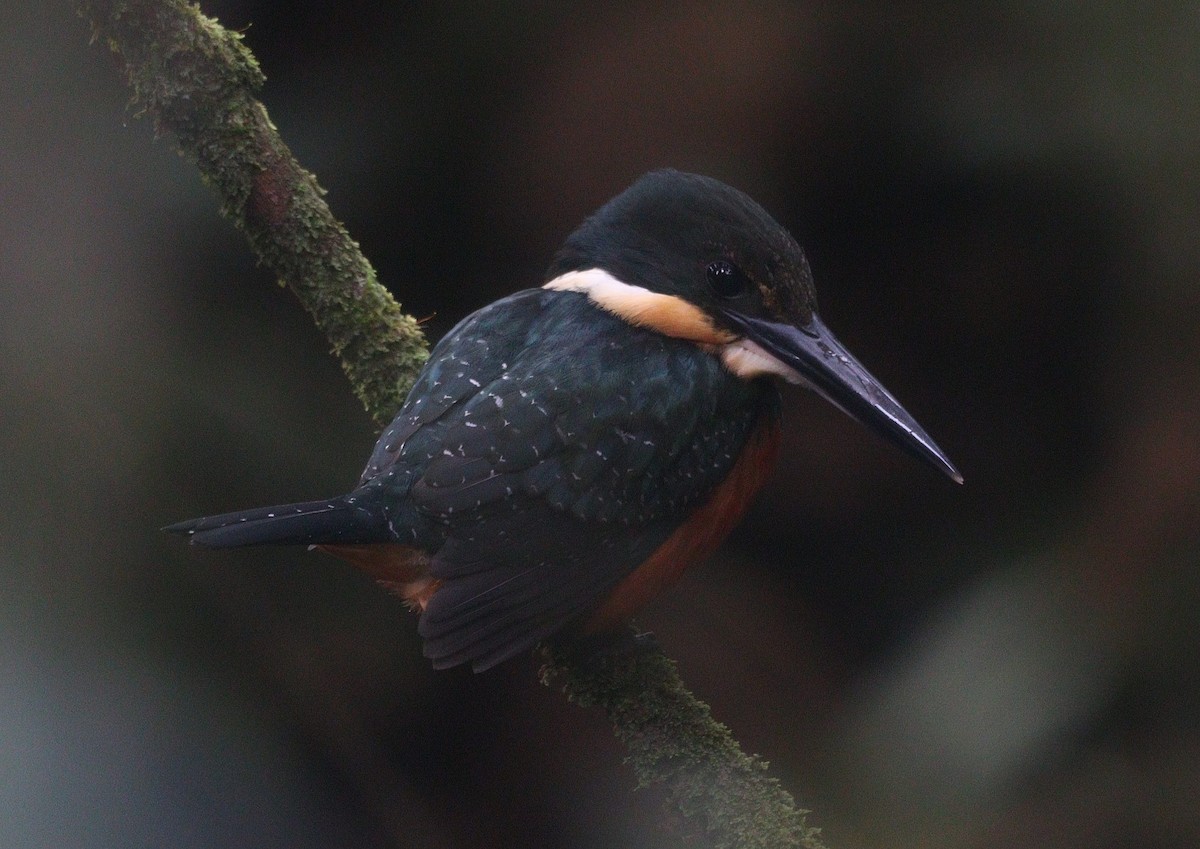 Green-and-rufous Kingfisher - ML634957117