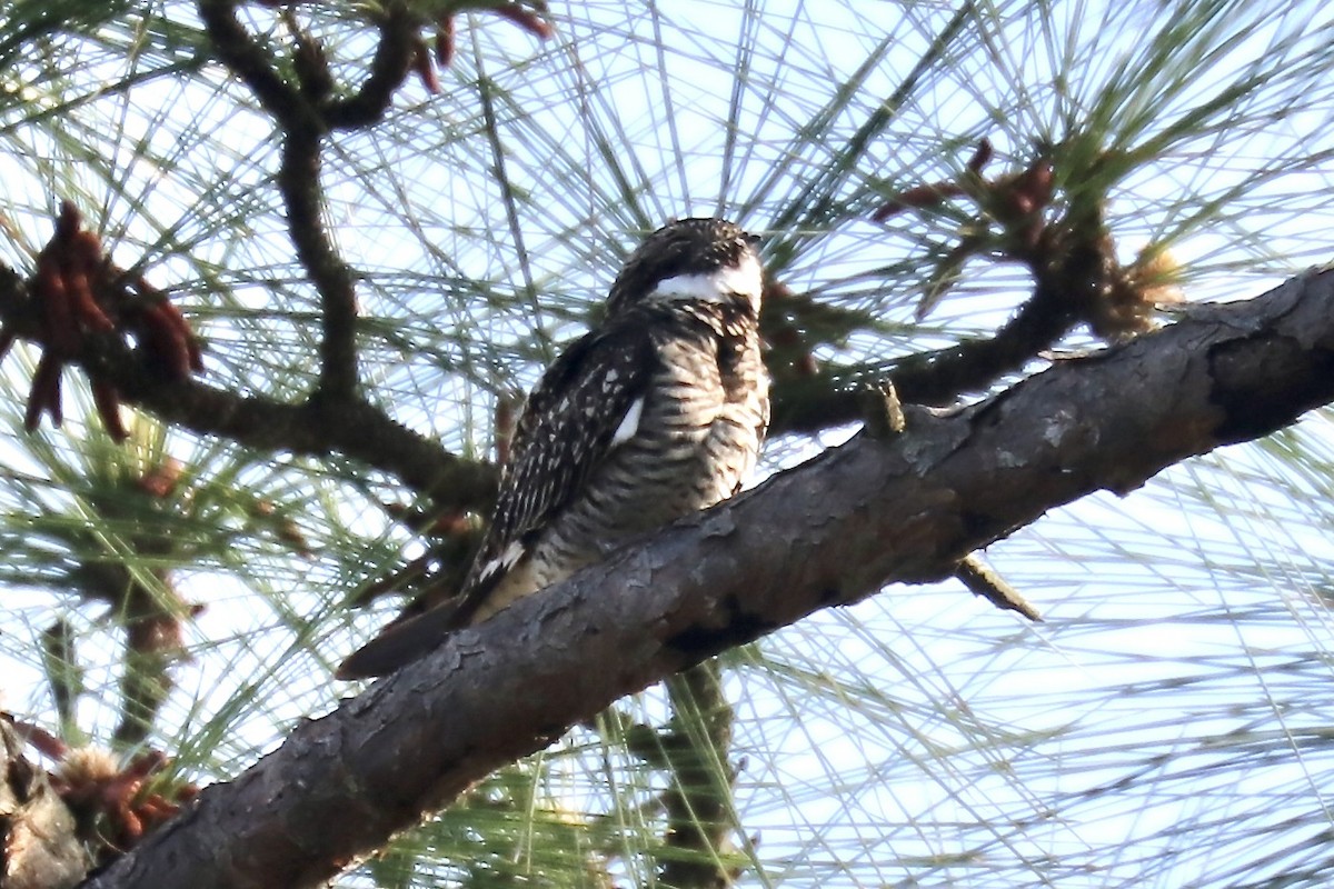 Common Nighthawk - ML634957413