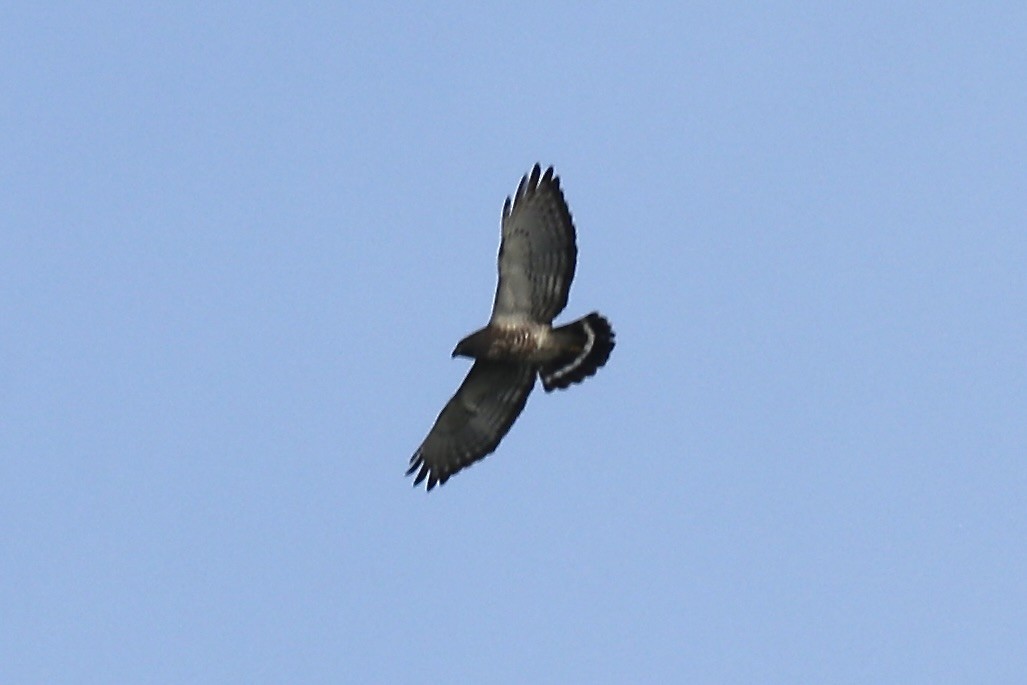 Broad-winged Hawk - ML634957497