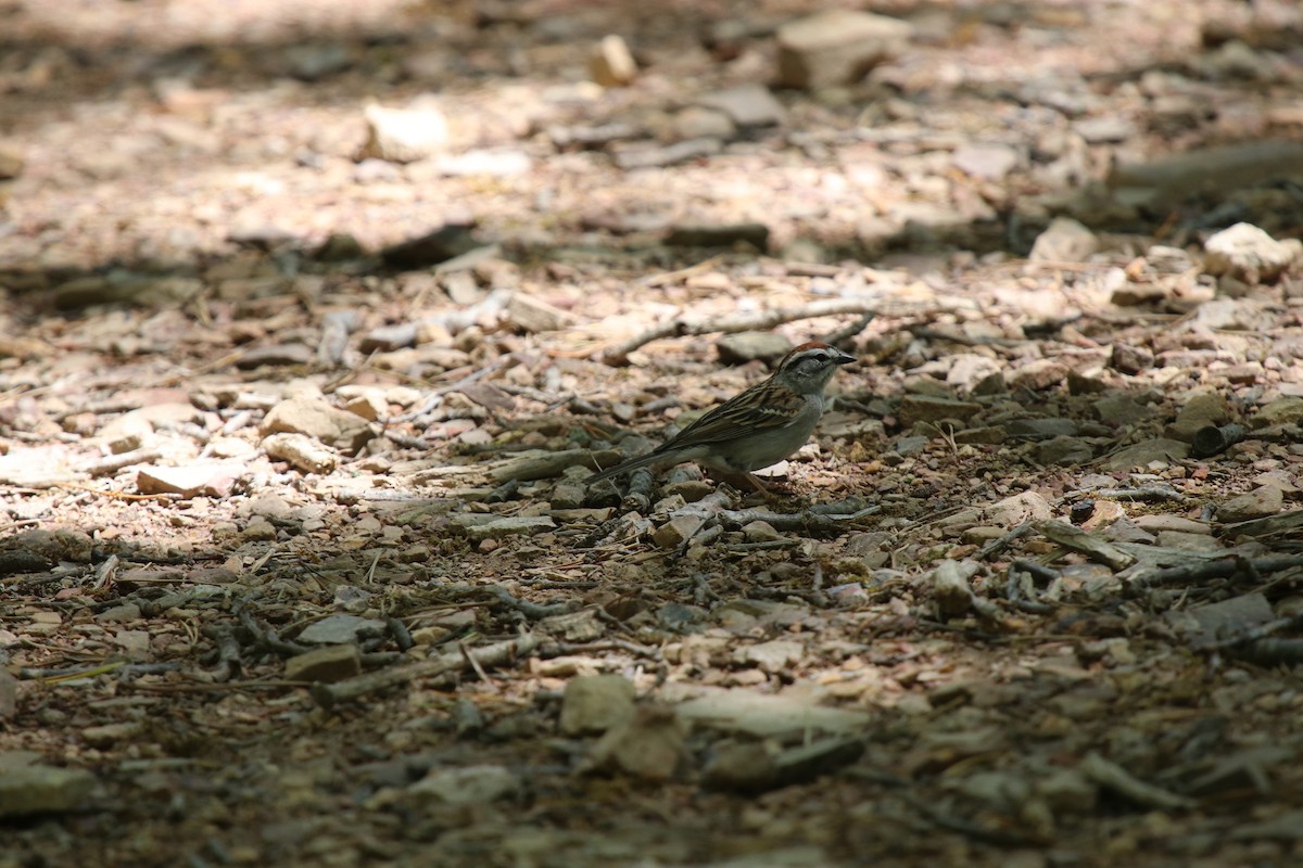 Schwirrammer - ML634957527