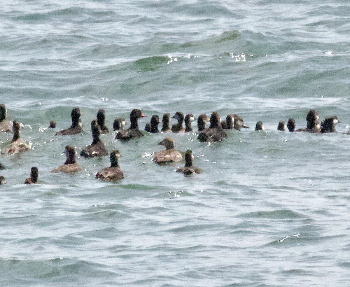 King Eider - ML634957543