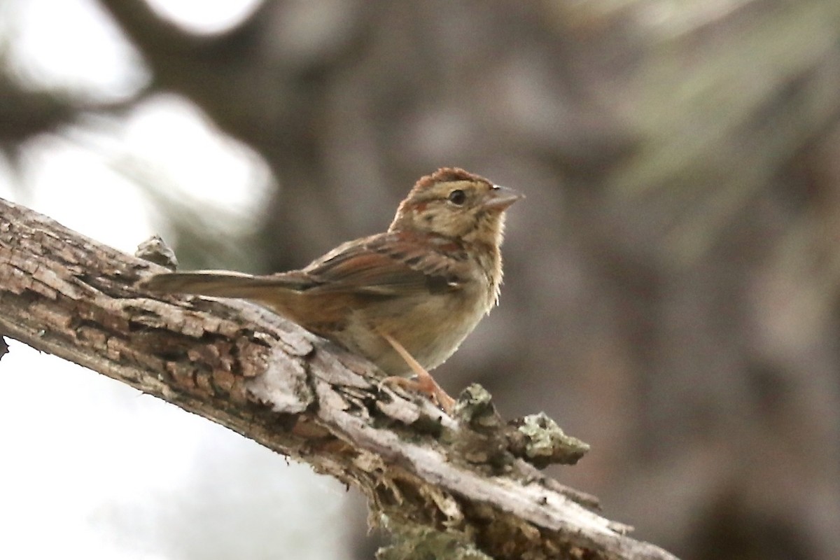 Bachman's Sparrow - ML634957556
