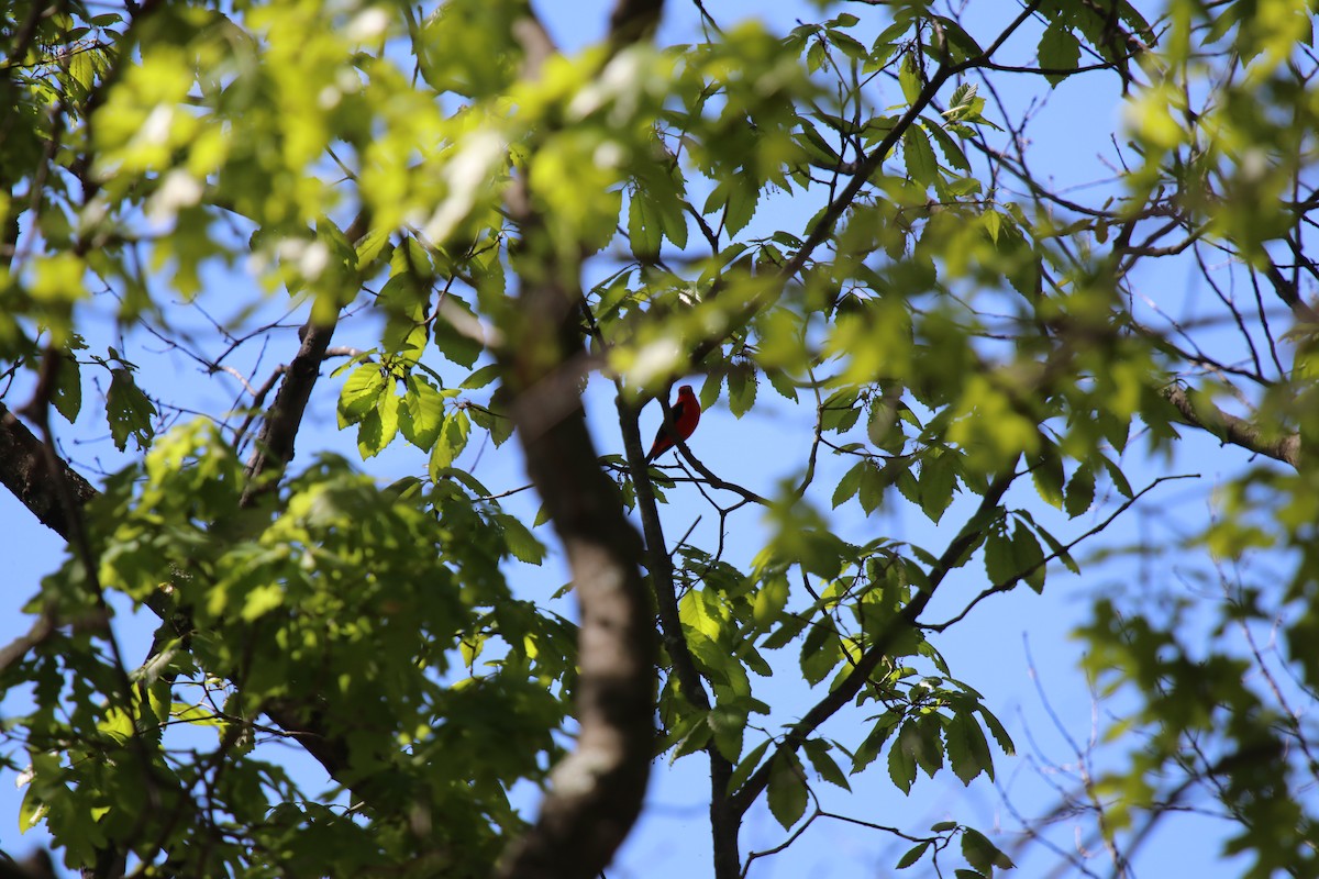 Scharlachkardinal - ML634957561