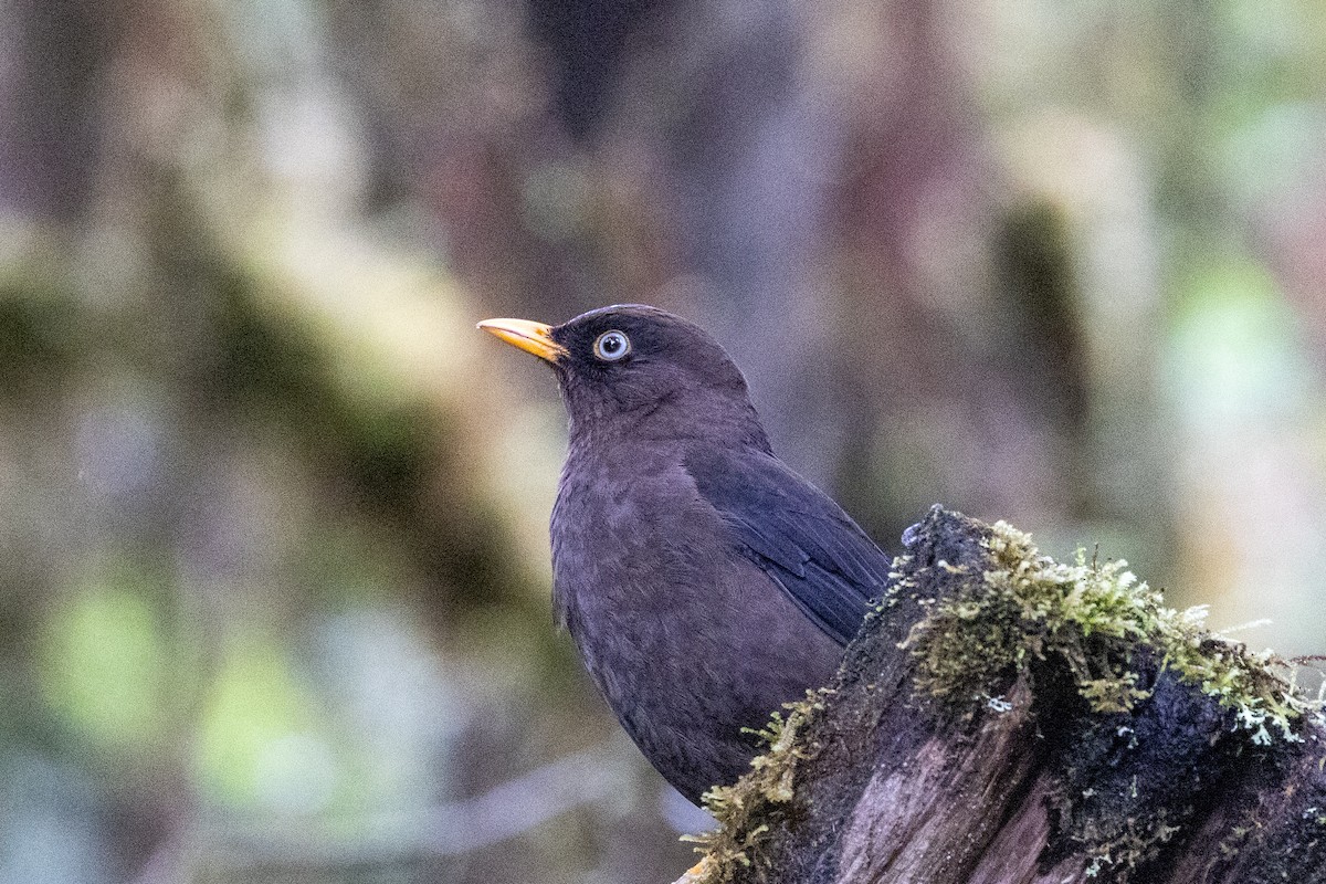 Sooty Thrush - ML634957572