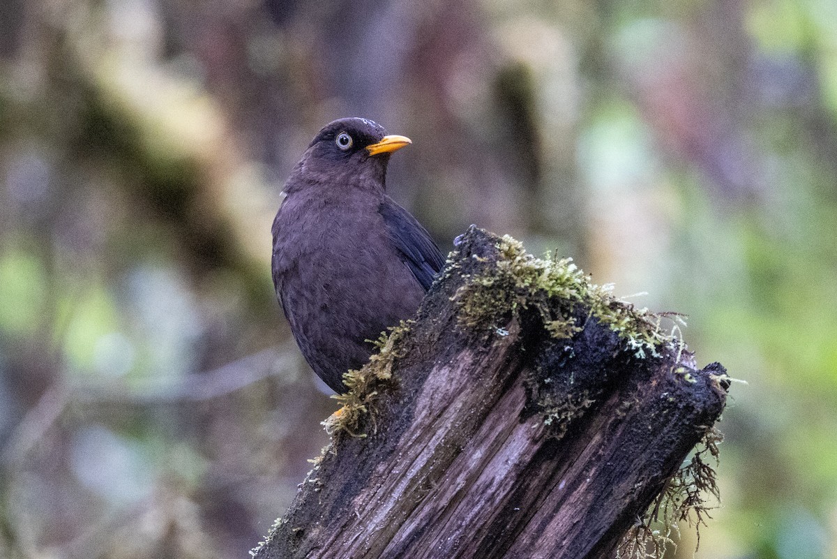 Sooty Thrush - ML634957573