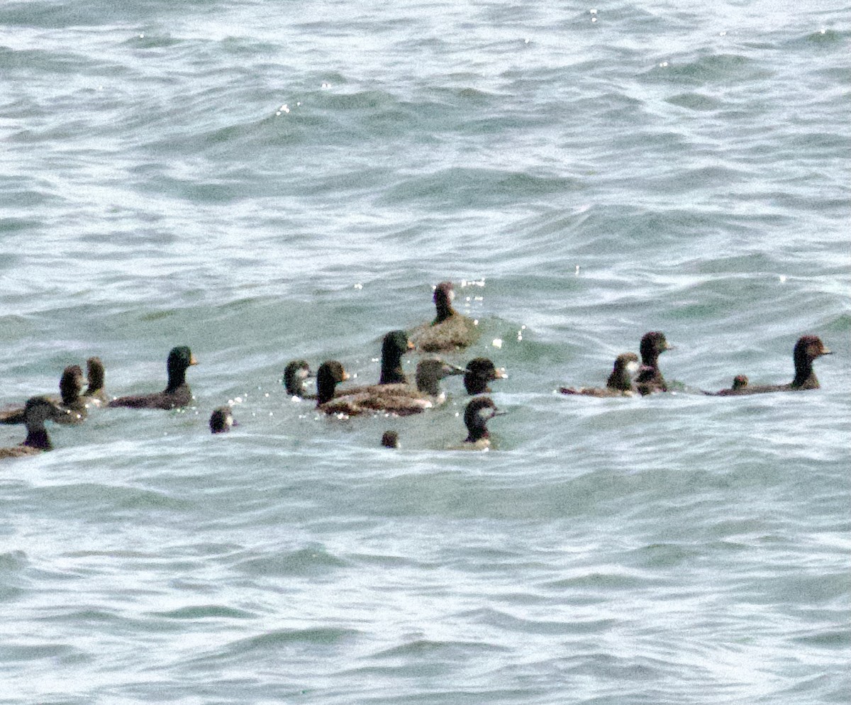 King Eider - ML634957713