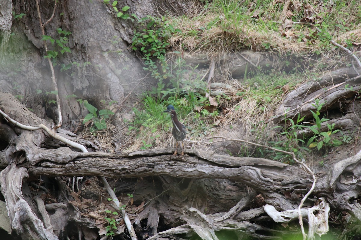 Grünreiher - ML634957801