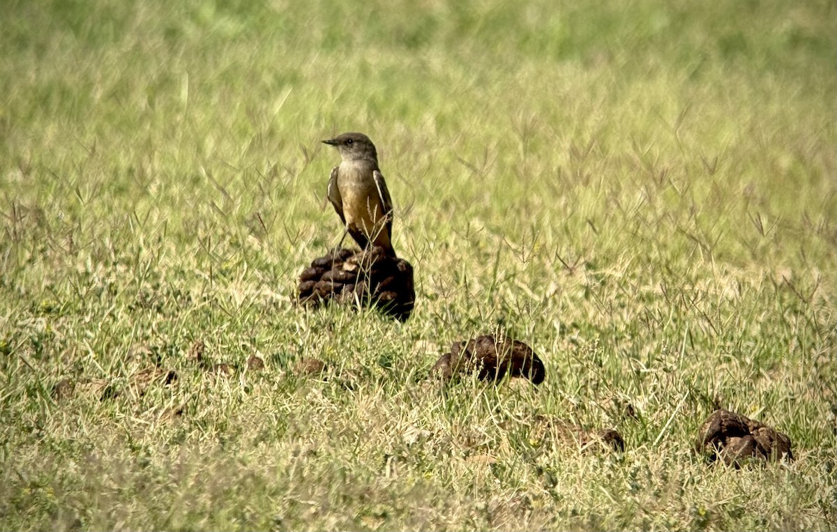 Say's Phoebe - ML634957806