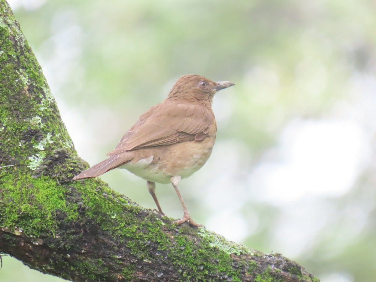 Black-billed Thrush - ML634957845
