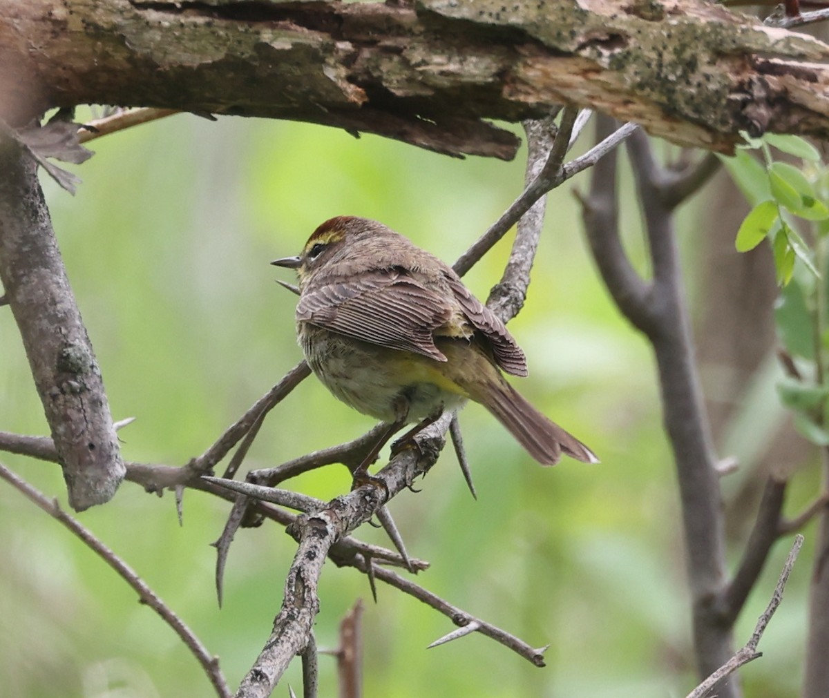 Palm Warbler - ML634957851