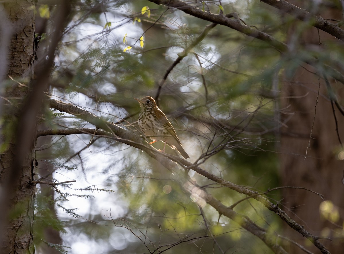 flekkskogtrost - ML634957860