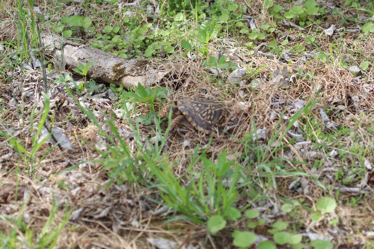 Dosenschildkröten - ML634957871