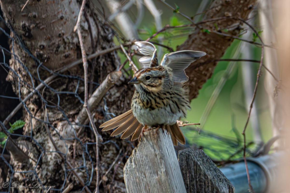 Lincoln's Sparrow - ML634957962