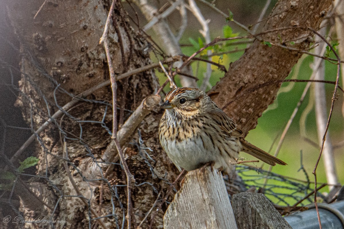 Lincoln's Sparrow - ML634957963