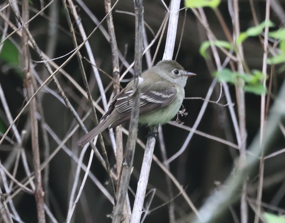 tanımsız Empidonax sp. - ML634957972