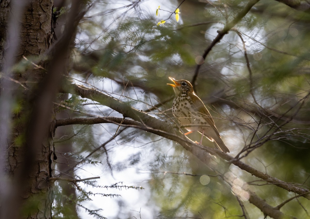 flekkskogtrost - ML634958179