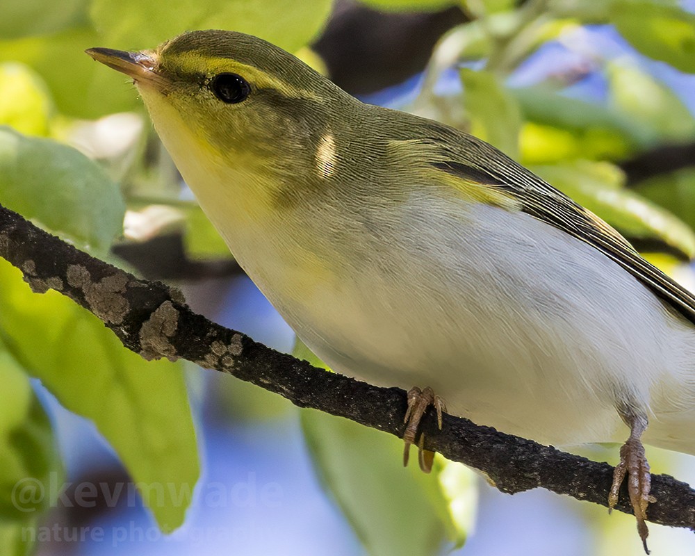 Wood Warbler - ML634958199