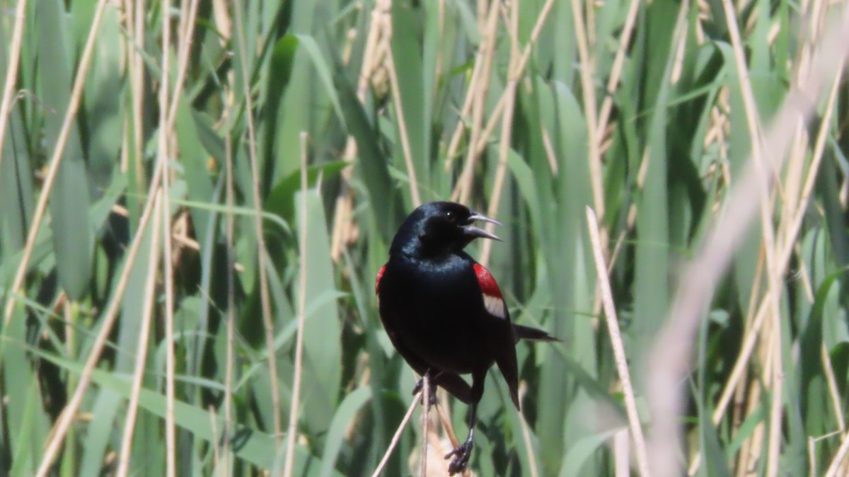 Tricolored Blackbird - ML634958254