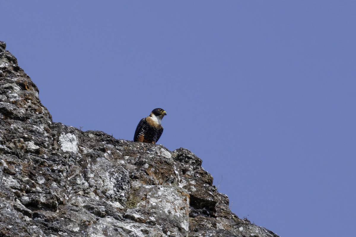 Orange-breasted Falcon - ML634958264