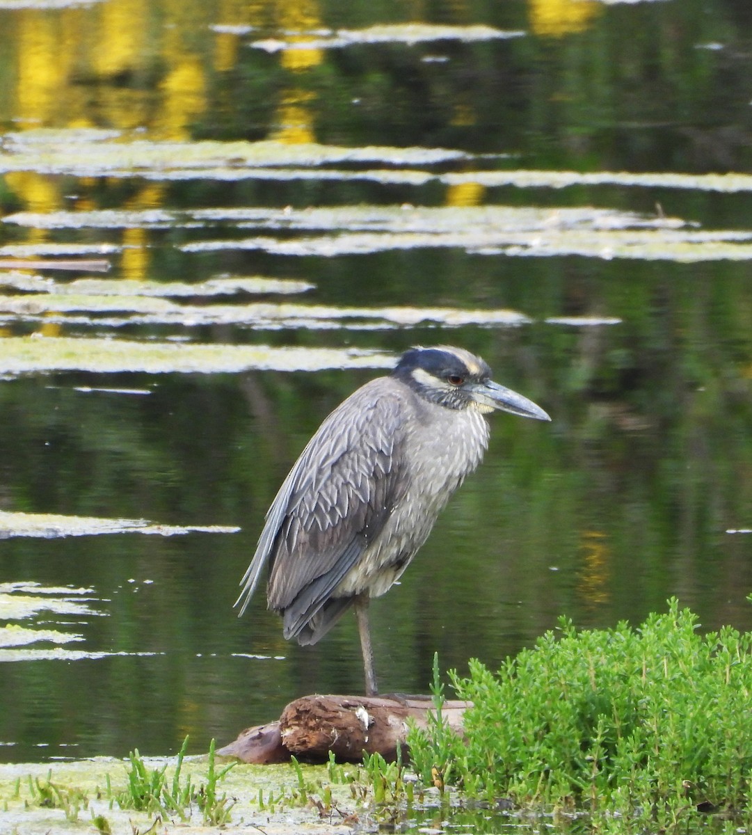 Yellow-crowned Night Heron - ML634958519