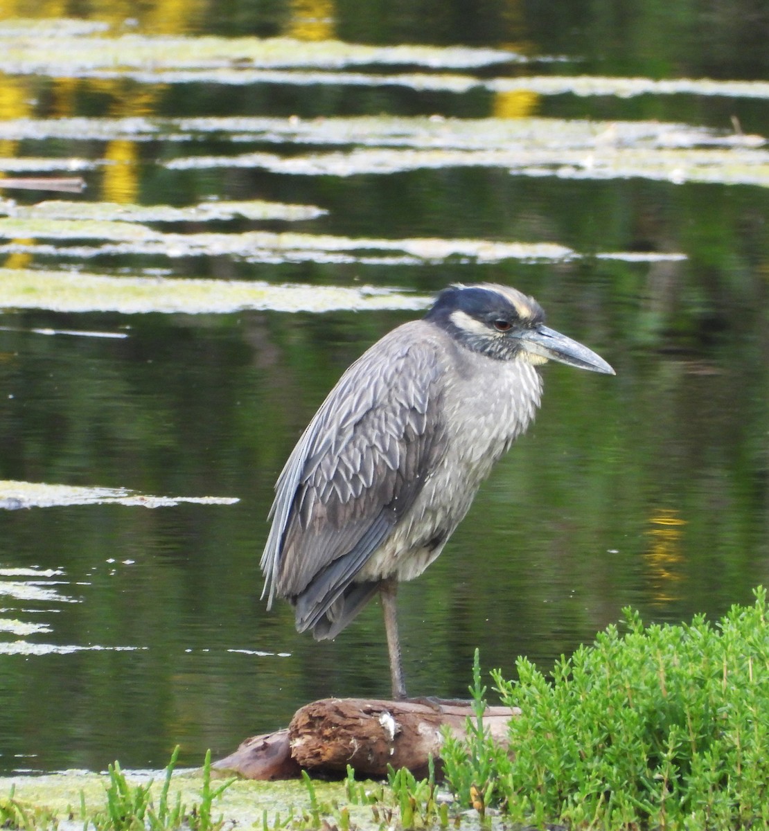 Yellow-crowned Night Heron - ML634958521