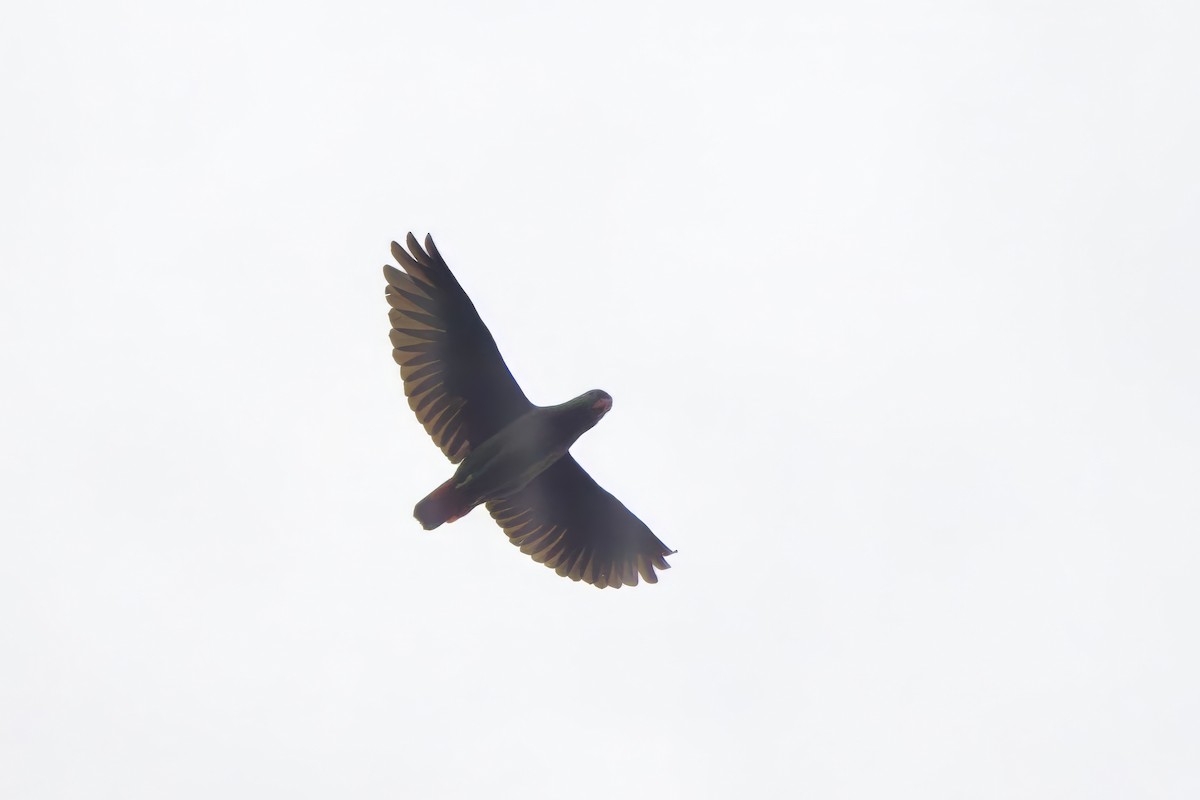 Red-billed Parrot - ML634958741