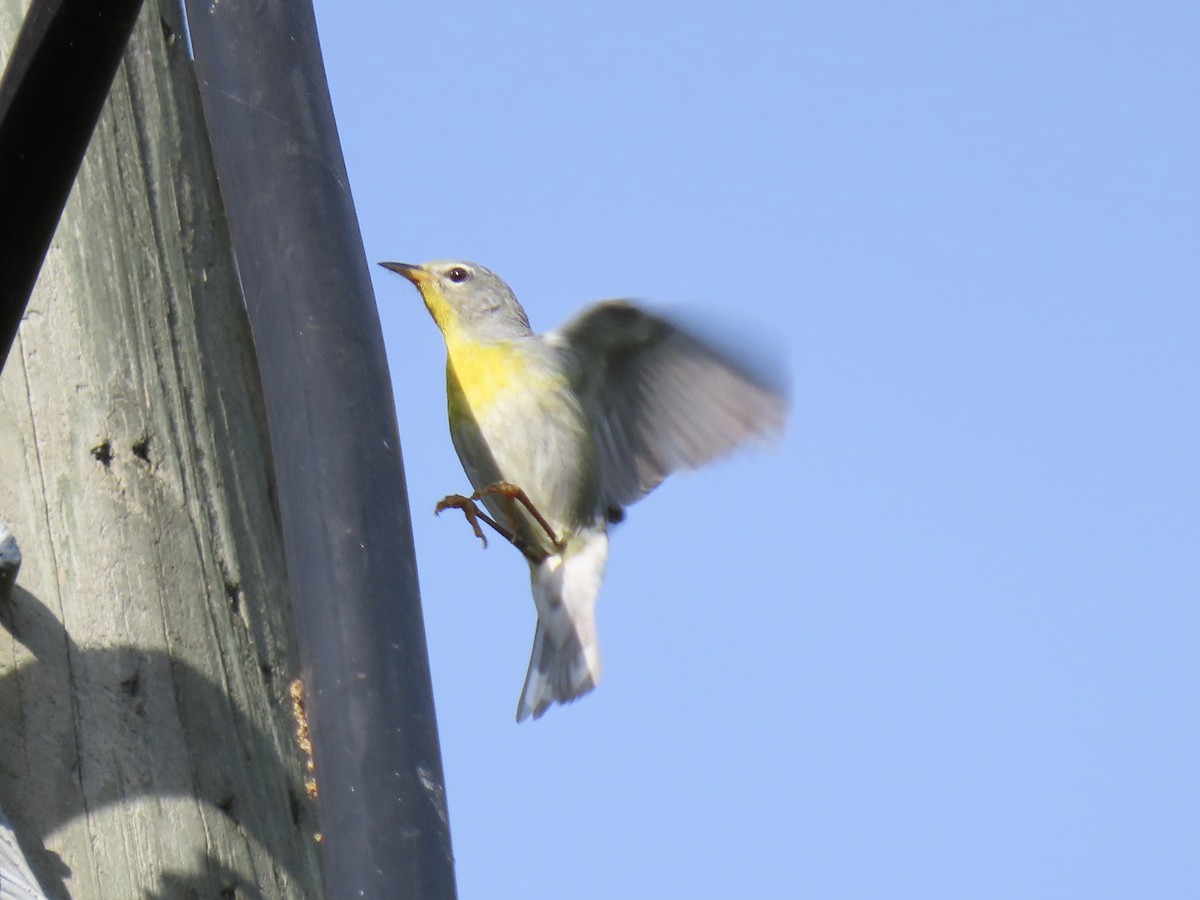 Northern Parula - ML634958777