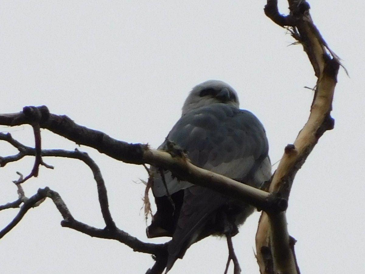Mississippi Kite - ML634958807