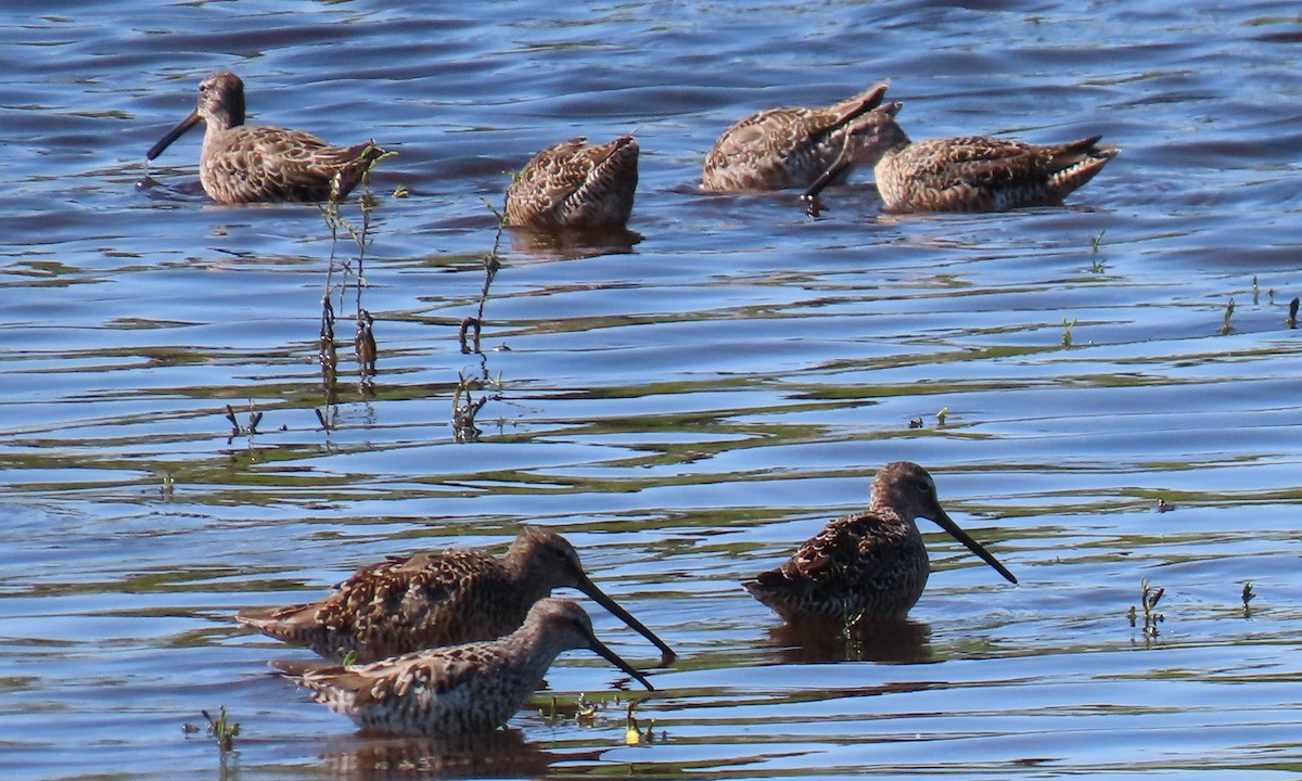 Stilt Sandpiper - ML634958819