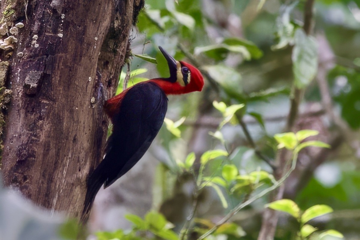 Crimson-bellied Woodpecker - ML634958859