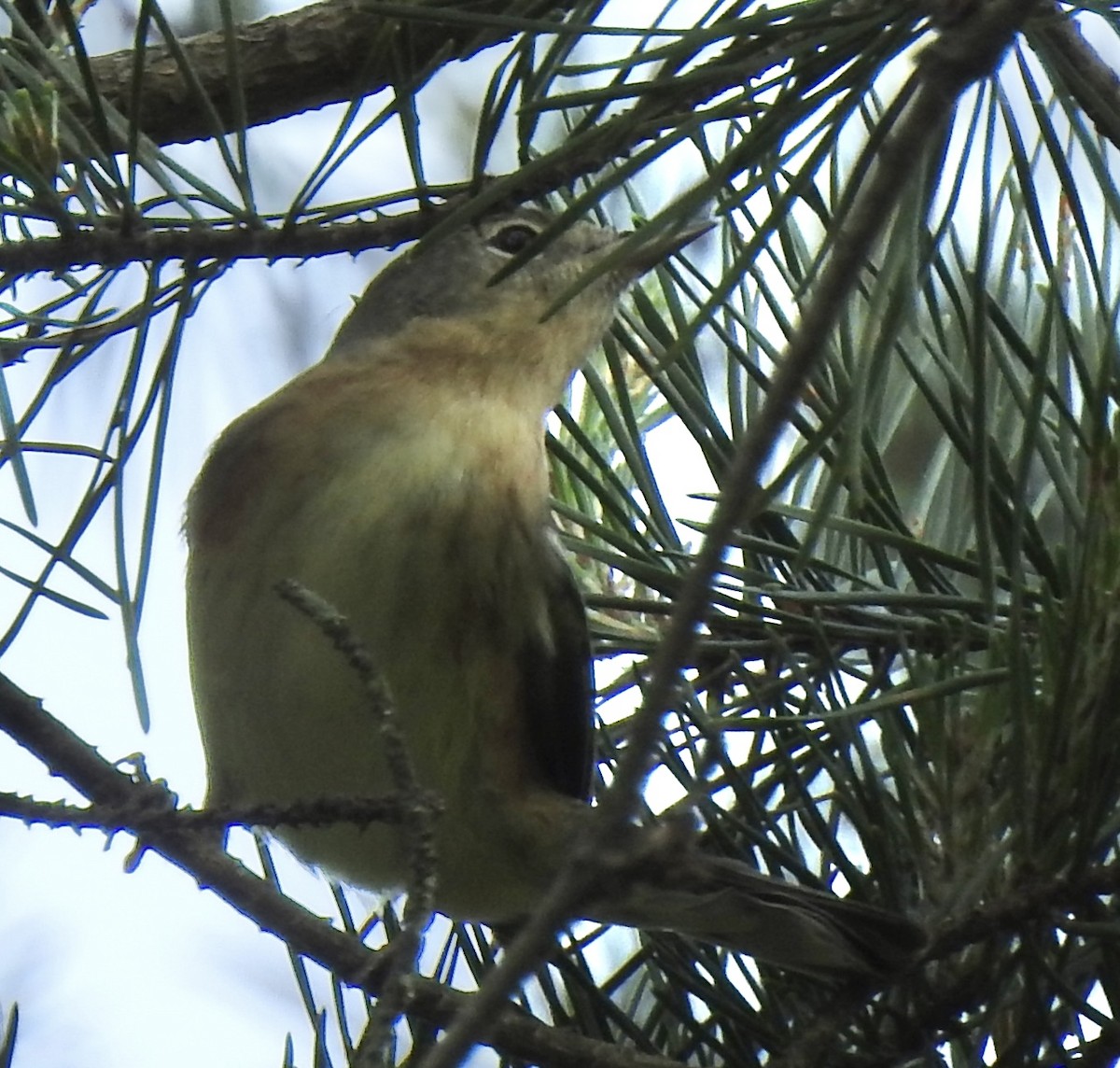 Bay-breasted Warbler - ML634958878