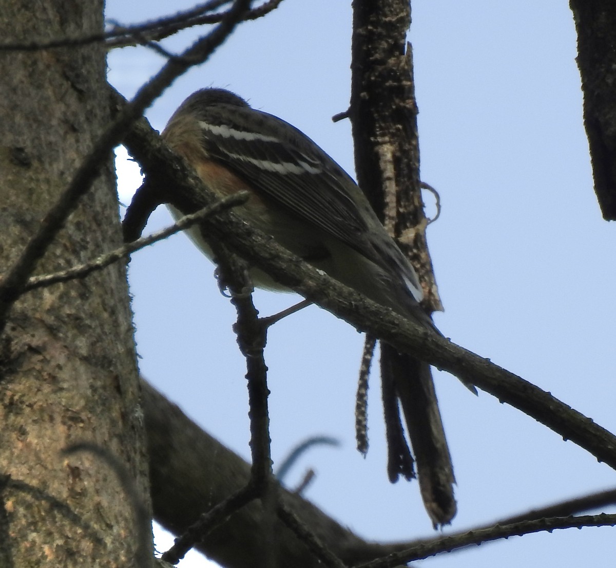 Bay-breasted Warbler - ML634958879
