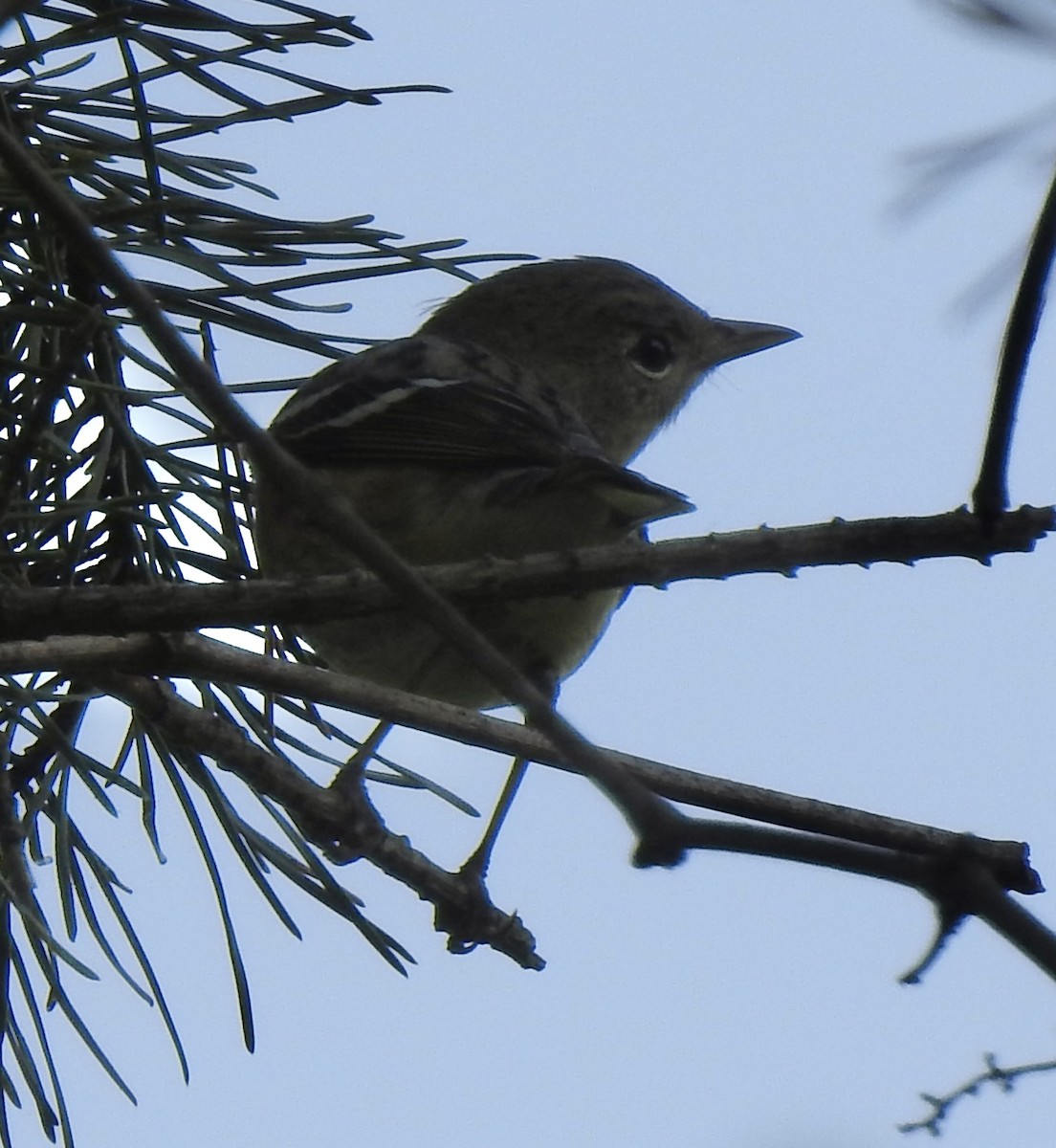 Bay-breasted Warbler - ML634958880