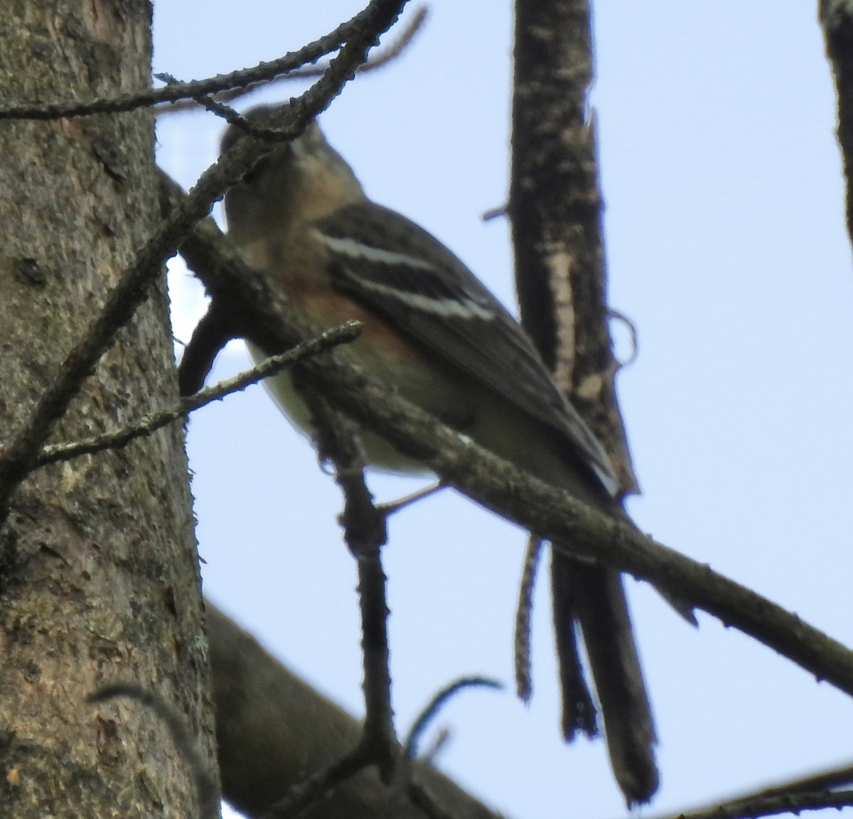 Bay-breasted Warbler - ML634958881