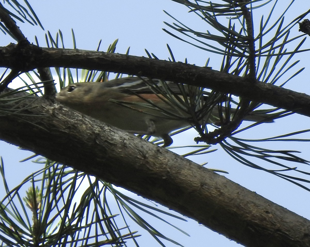 Bay-breasted Warbler - ML634958882