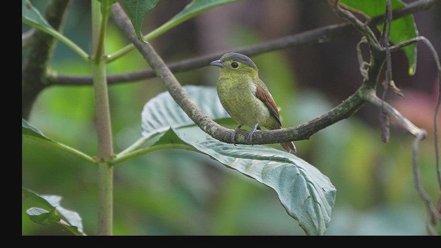 Barred Becard - ML634958899