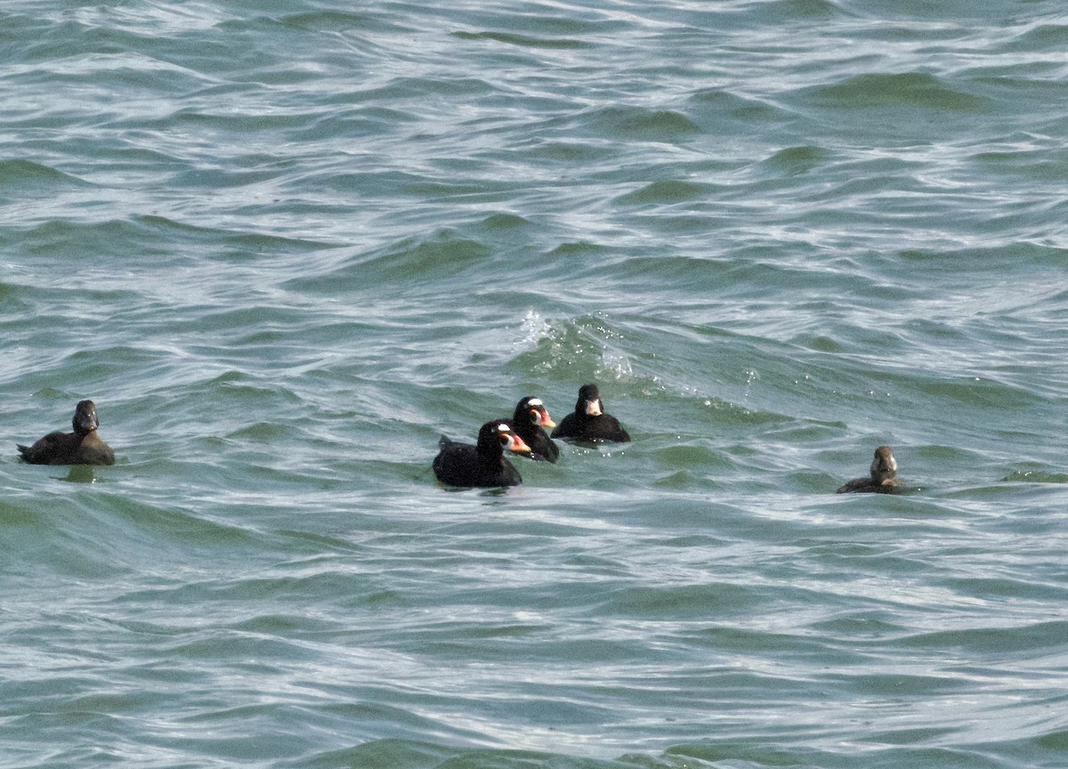 Surf Scoter - ML634958912