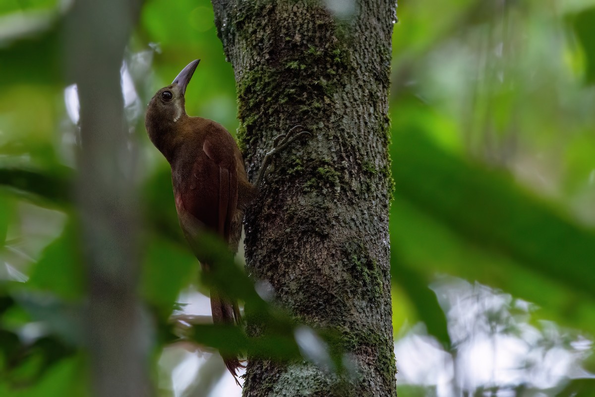 Red-billed Woodcreeper - ML634958940