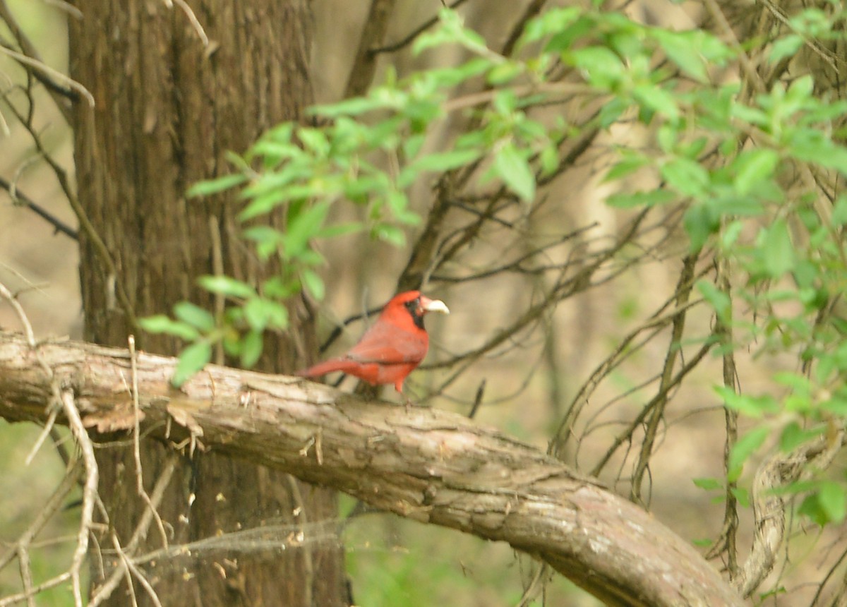 Northern Cardinal - ML634958989