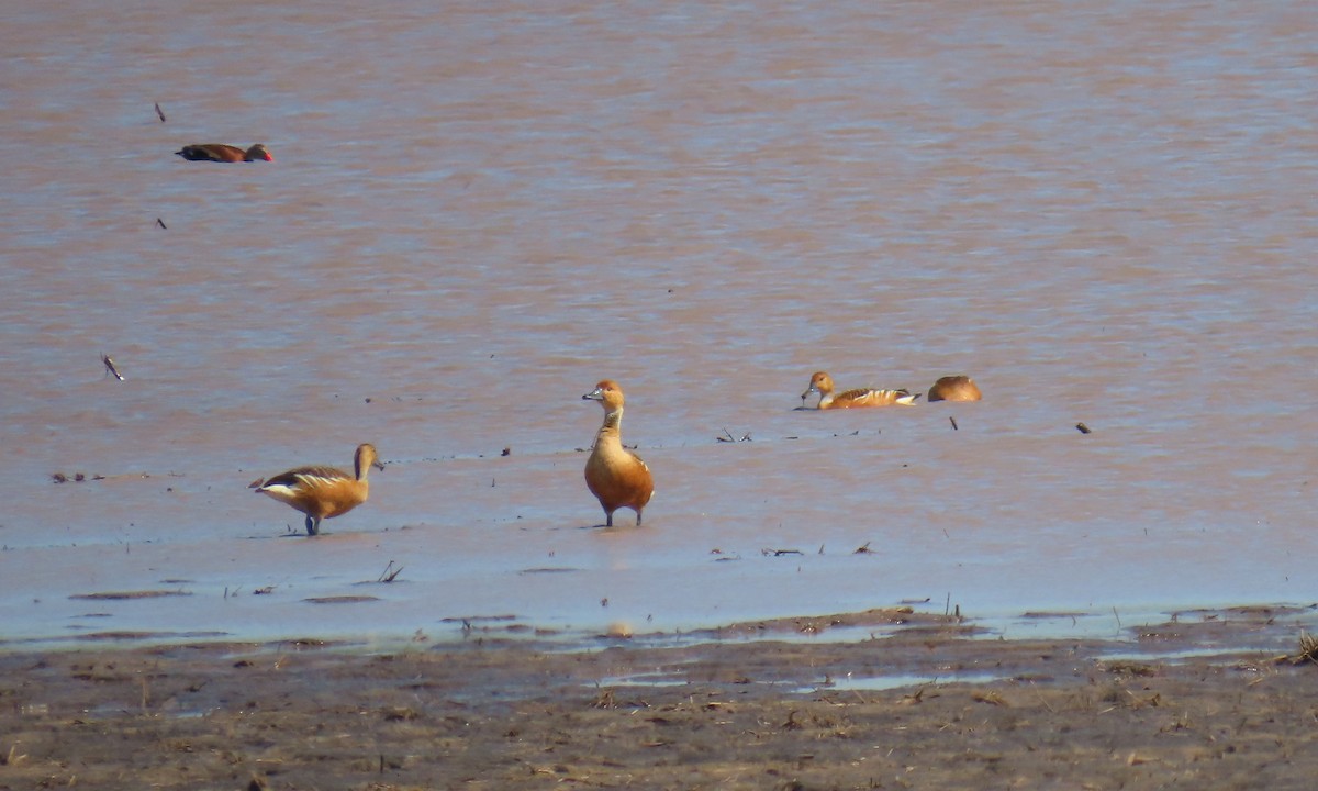 Fulvous Whistling-Duck - ML634958997