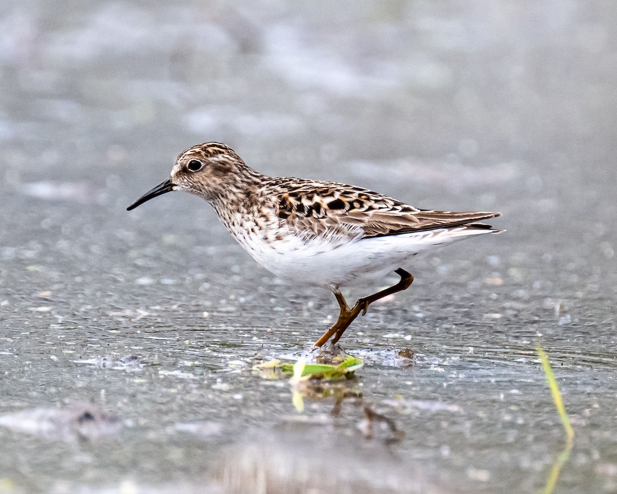 Least Sandpiper - ML634959045