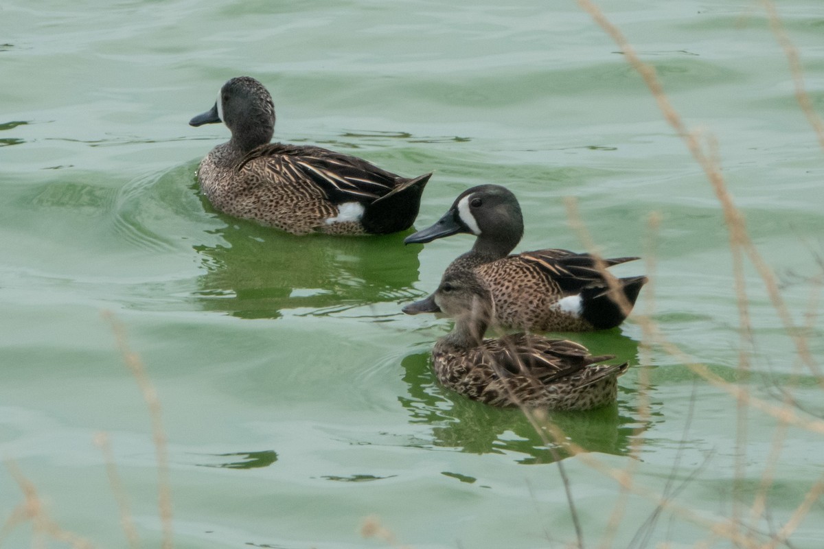 Blue-winged Teal - ML634959122