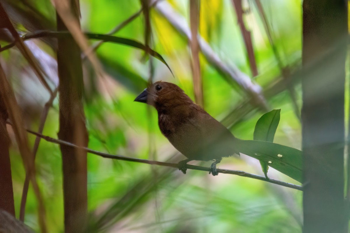 Amazonian Grosbeak - ML634959221