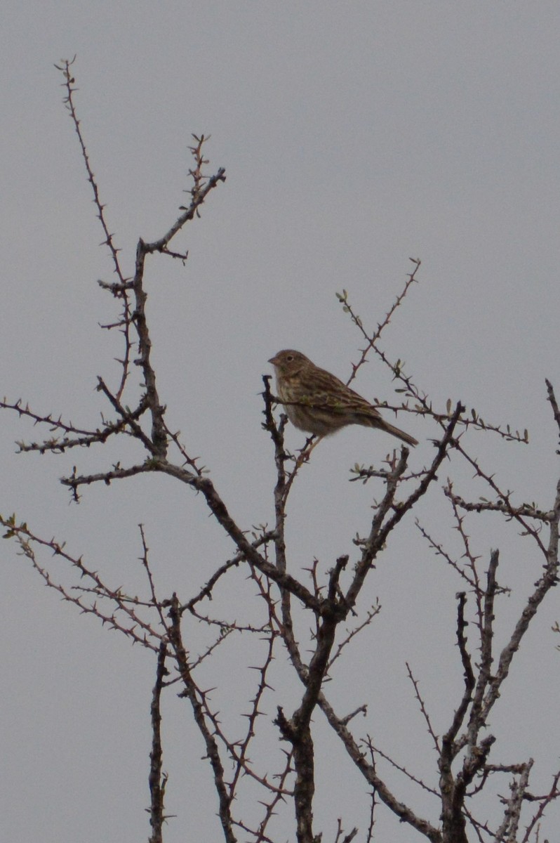 Carbonated Sierra Finch - ML634959280