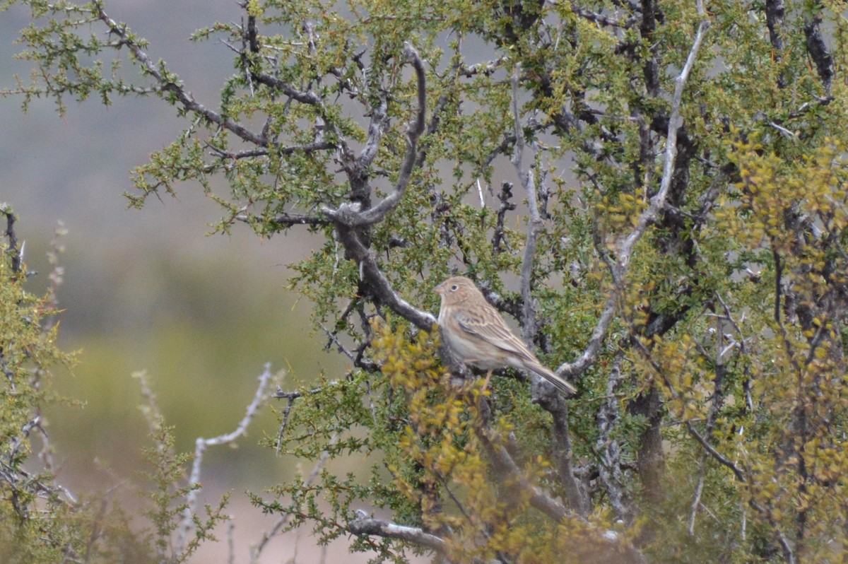 Carbonated Sierra Finch - ML634959281