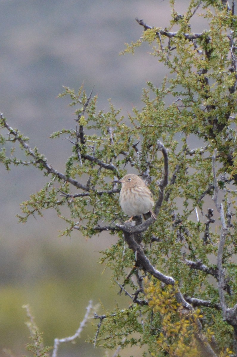 Carbonated Sierra Finch - ML634959282